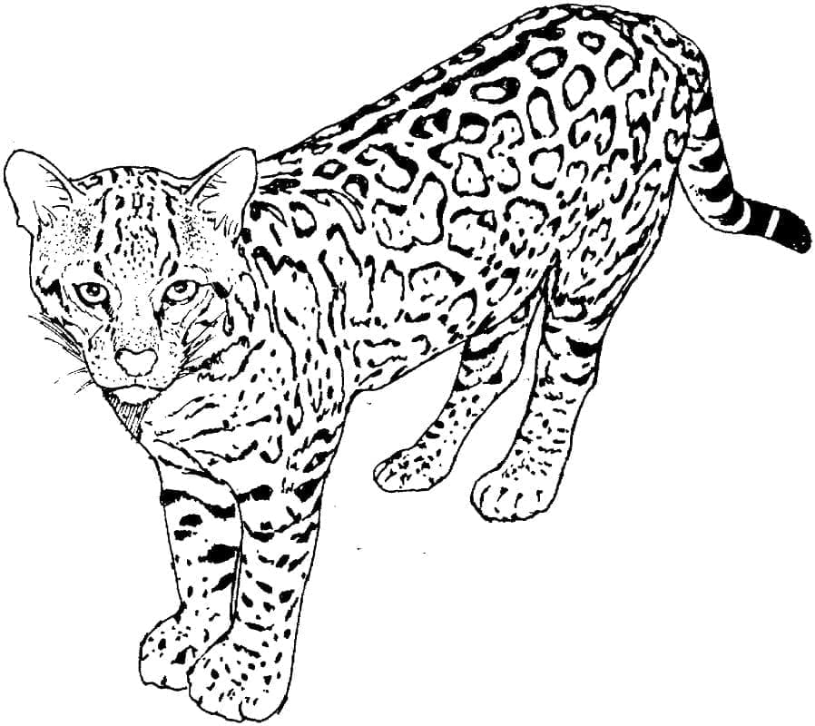 Leopard is standing coloring page