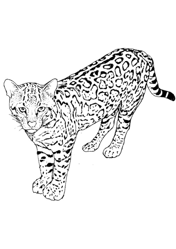 Coloring pages printable leopard coloring pages for kids