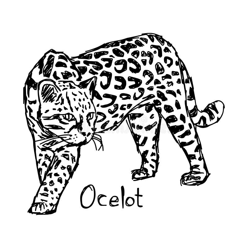 Ocelot vector stock illustrations â ocelot vector stock illustrations vectors clipart