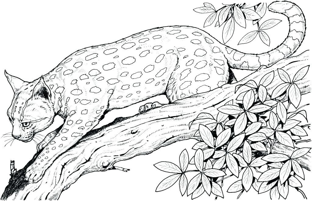 Jungle coloring pages