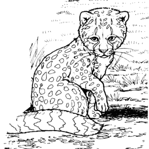 Cheetah coloring pages printable for free download