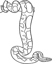 Printable ocelot coloring page sheet