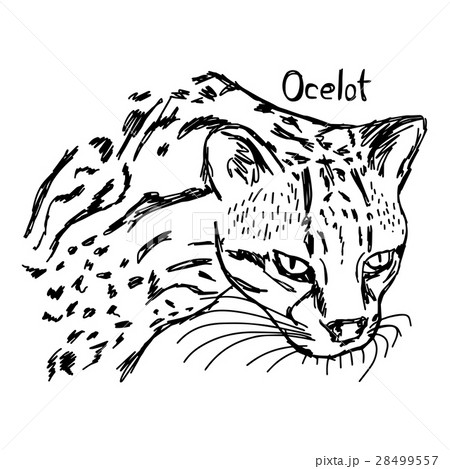 Ocelots head