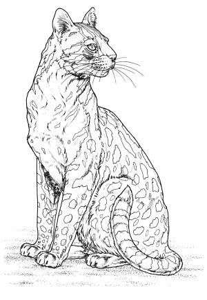 Free printable leopard coloring pages for adults and kids
