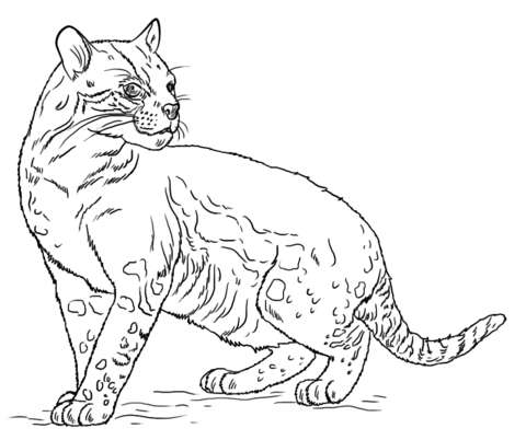 Ocelot coloring pages free coloring pages
