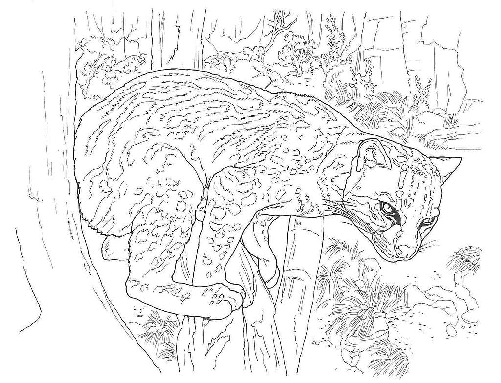 Desert animals coloring pages ocelot desert animals coloring animal coloring pages lion coloring pages