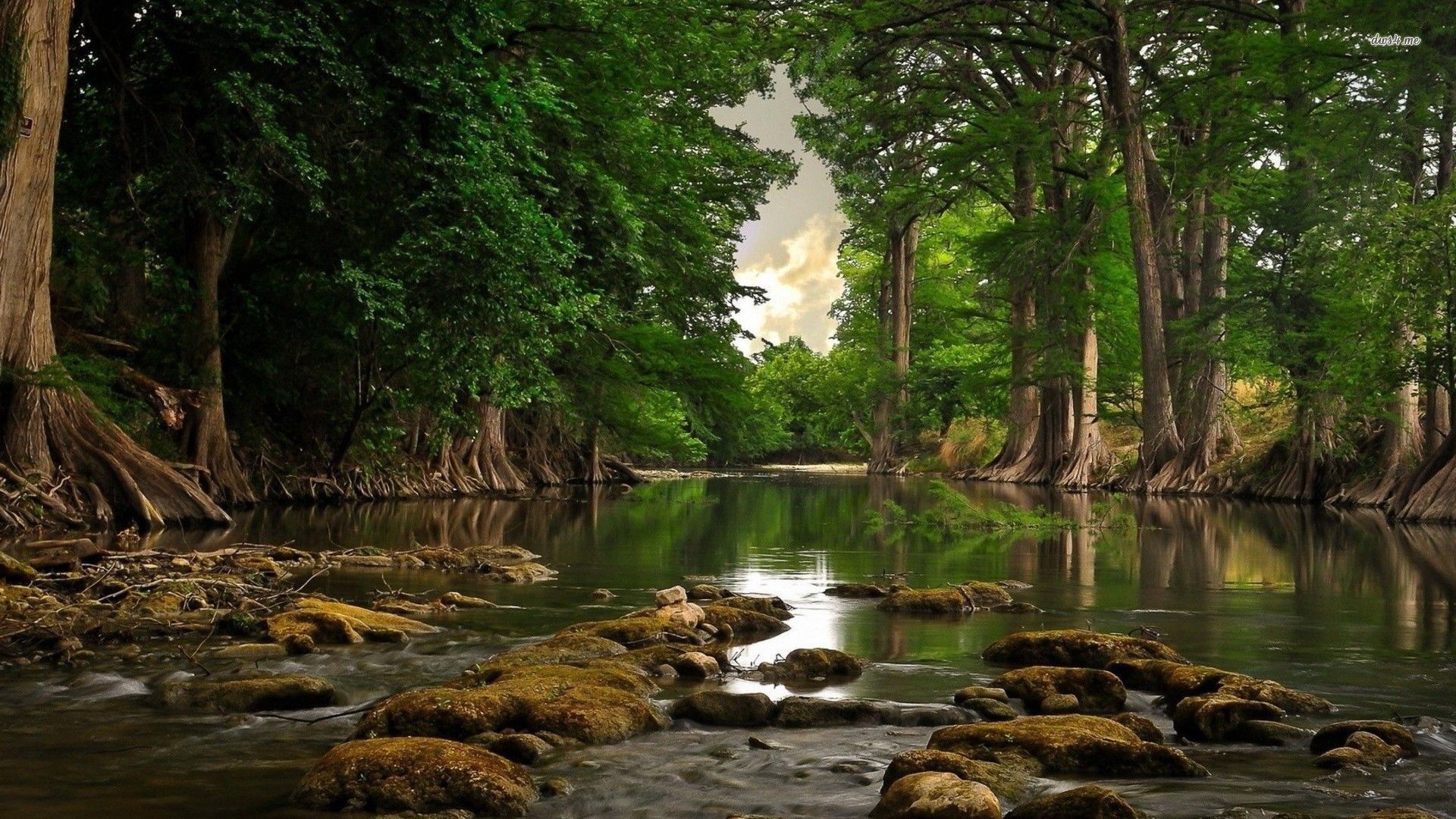 Forest river wallpapers