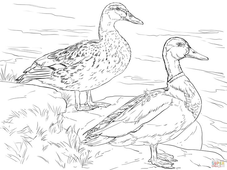 Male and female mallard ducks coloring page bird coloring pages animal coloring pages coloring pages