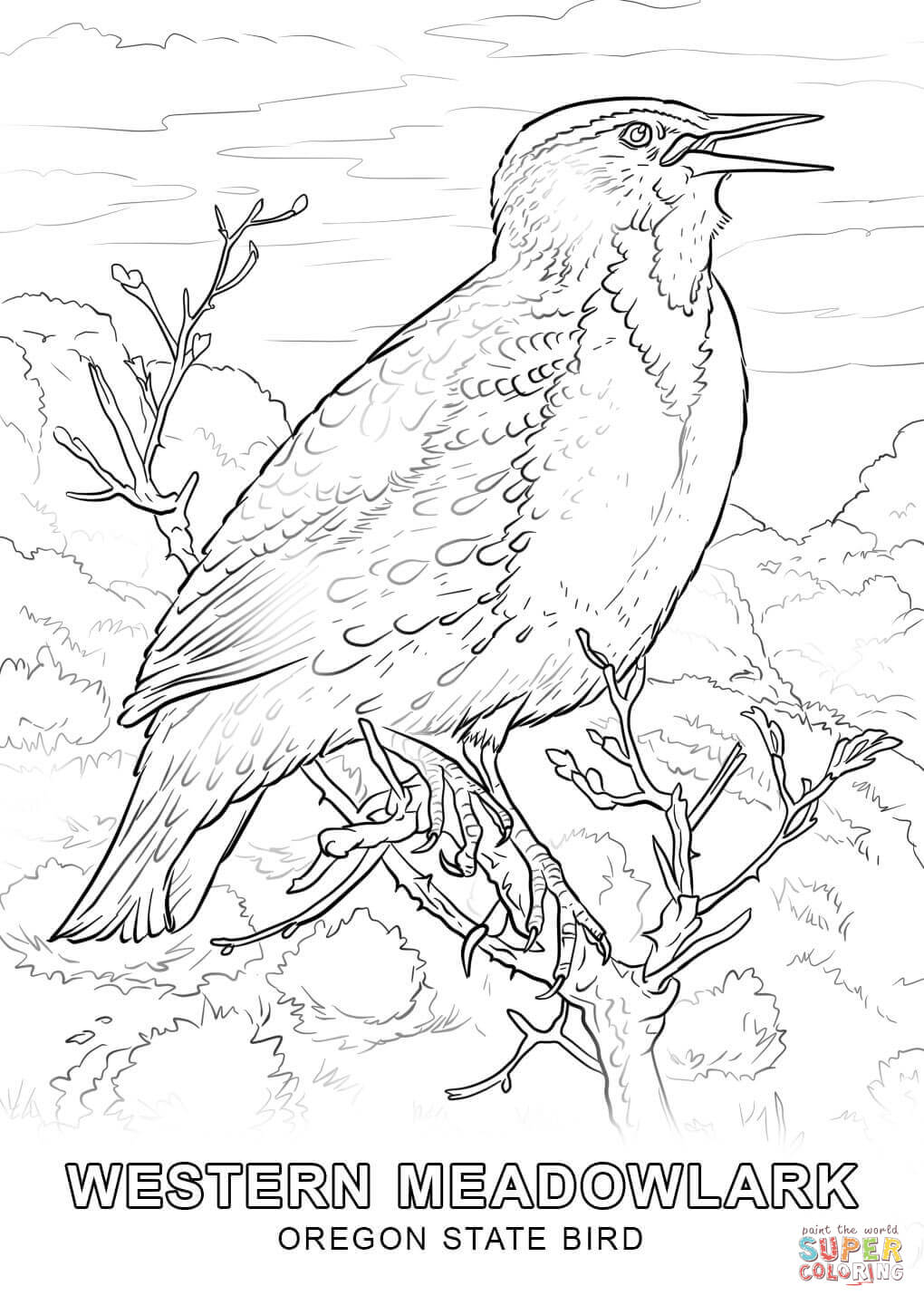 Oregon state bird coloring page free printable coloring pages