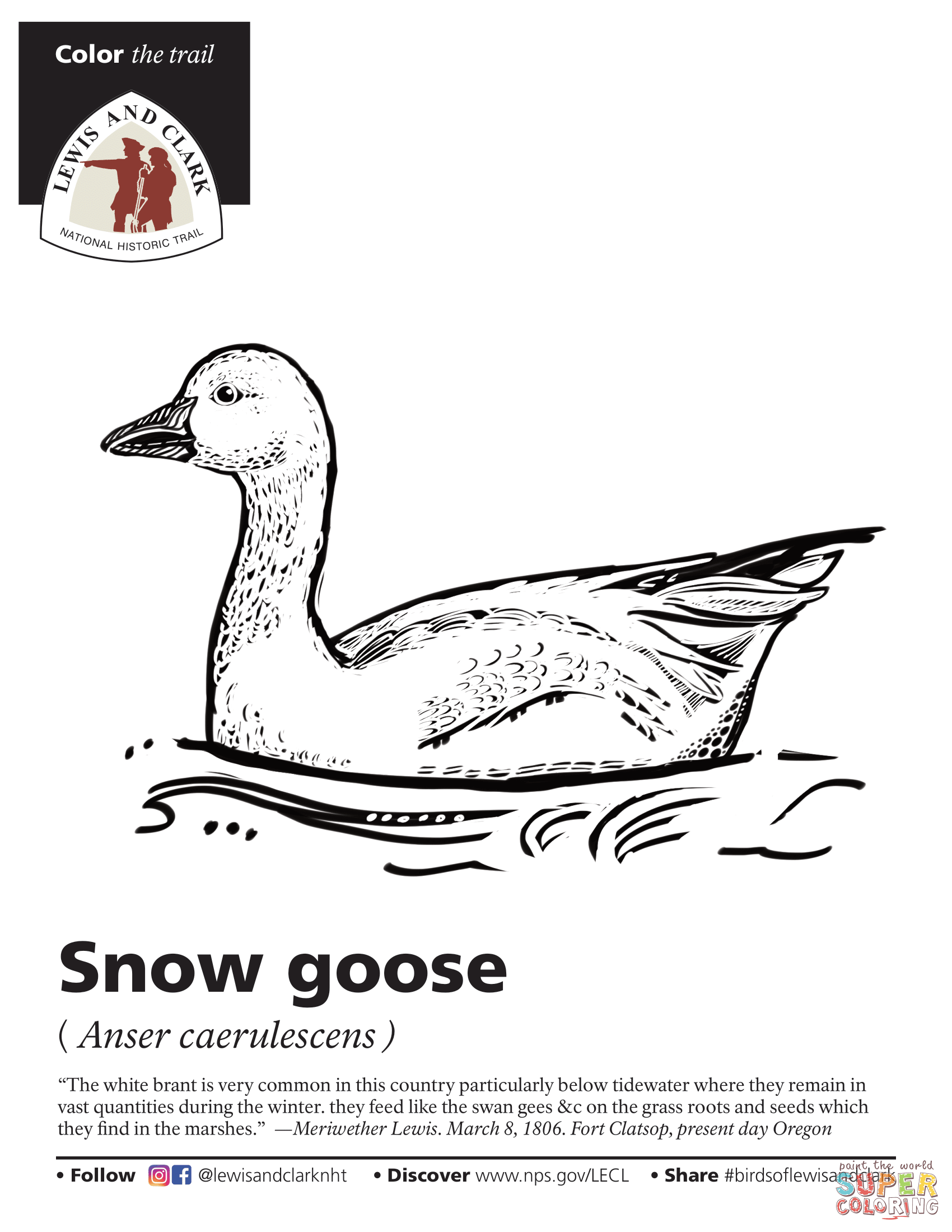 Snow goose anser caerulescens coloring page free printable coloring pages