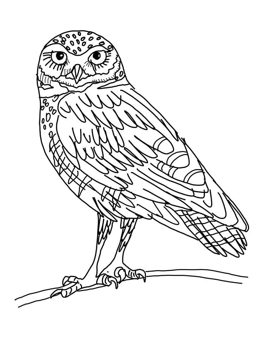 Free printable owl coloring pages for kids