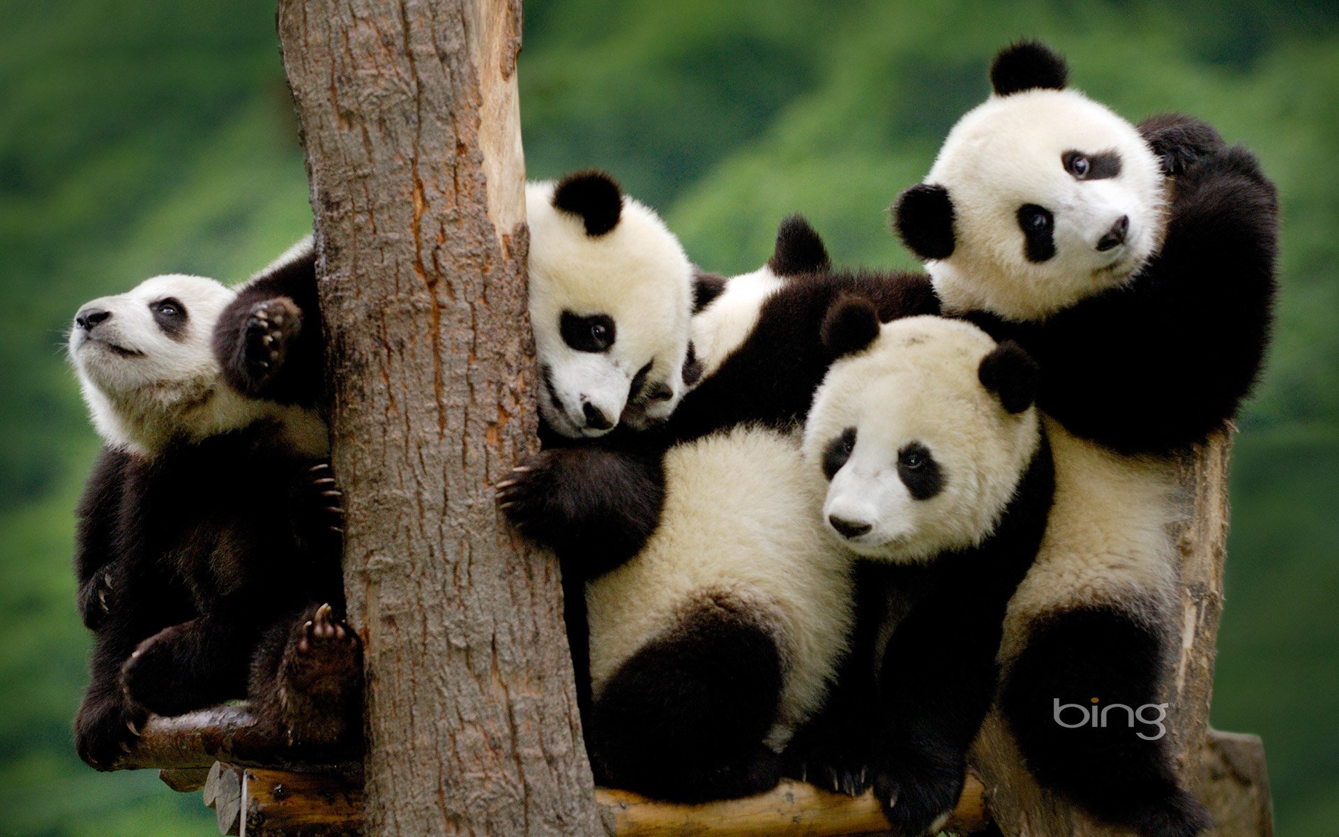 Panda hd papers und hintergrãnde