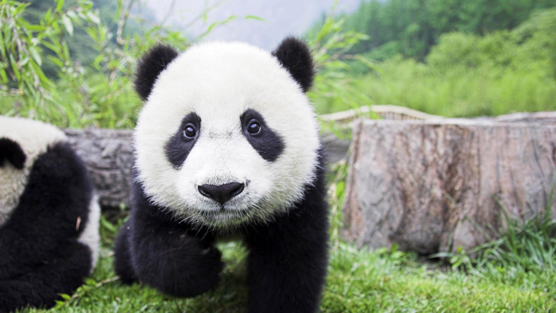 Panda desktop backgrounds
