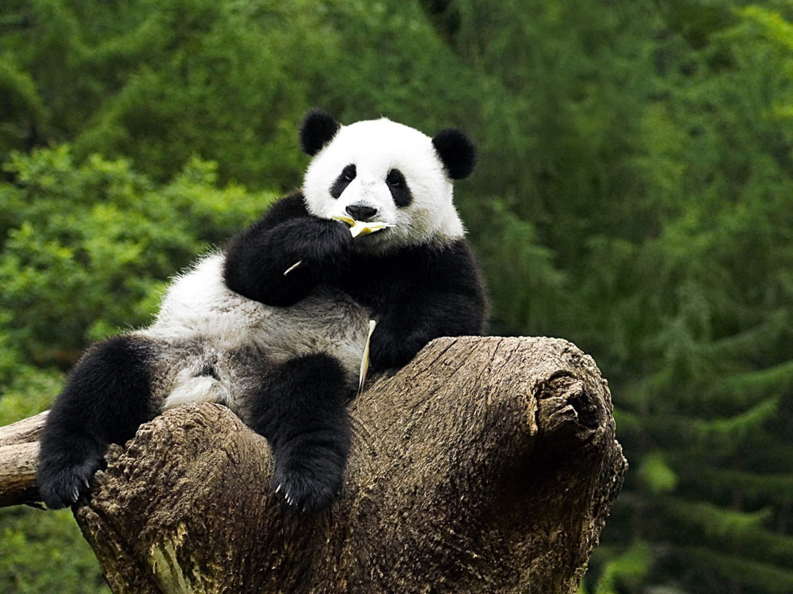 Panda desktop wallpaper