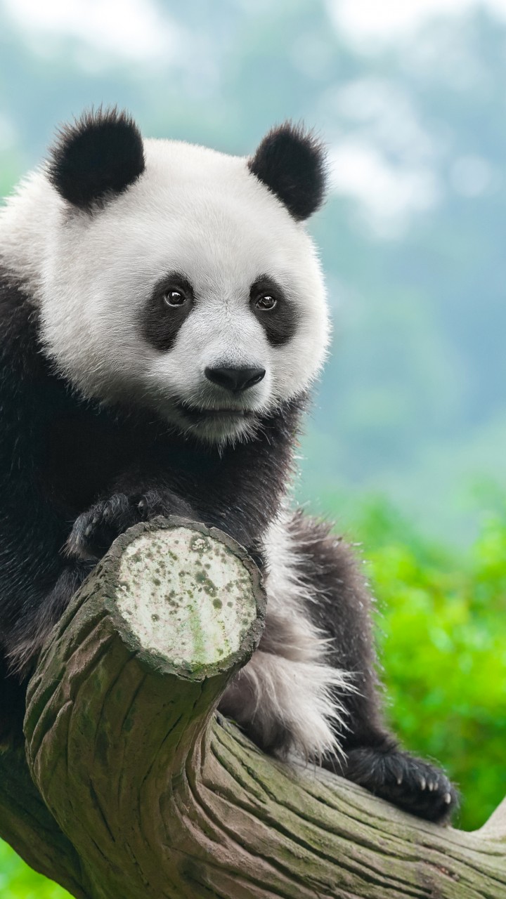 Wallpaper panda cute animals k animals