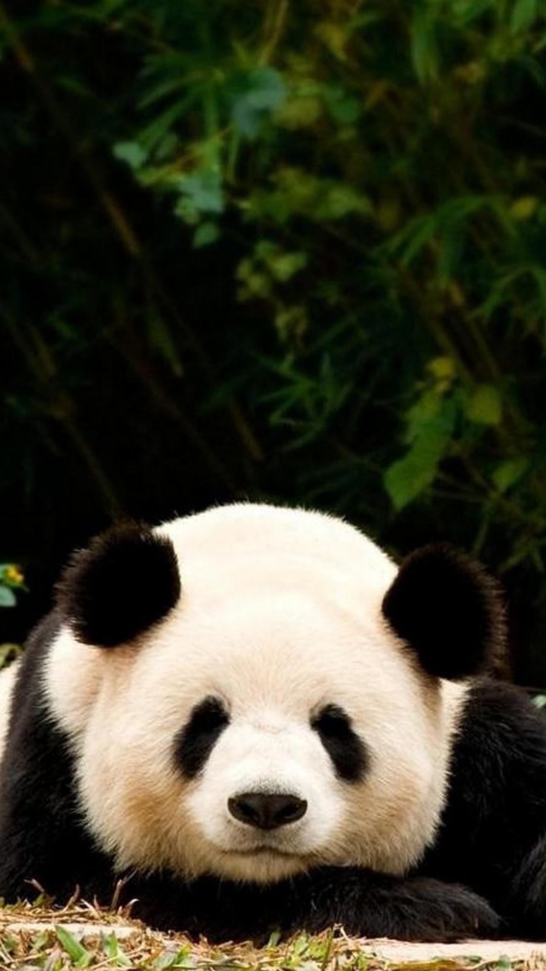 Giant panda hd wallpaper apk for android download
