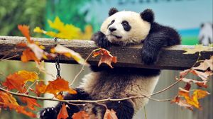 Panda full hd hdtv fhd p wallpapers hd desktop backgrounds x images and pictures