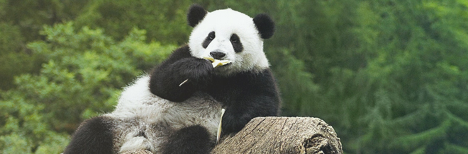 Adorable panda wallpaper for your desktop naldz graphics