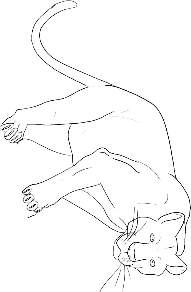 Panther coloring page