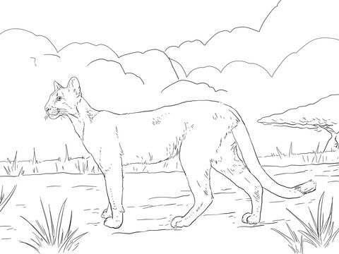 Florida panther coloring page free printable coloring pages florida panther coloring pages animal coloring pages