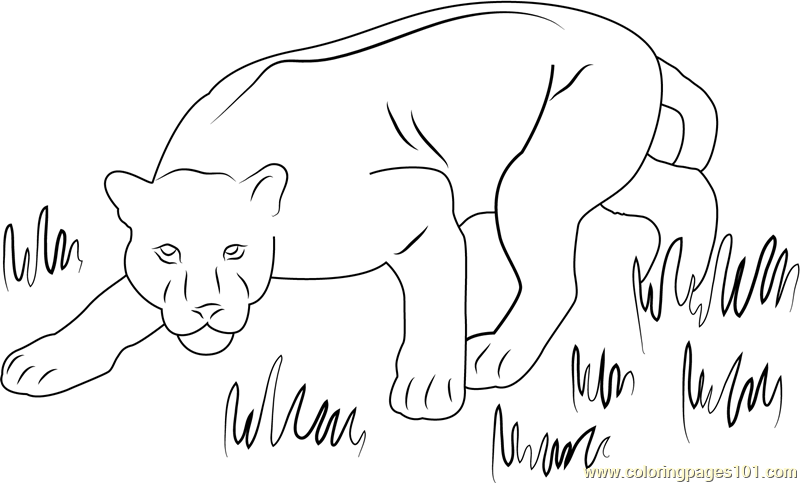 Panther coloring page for kids