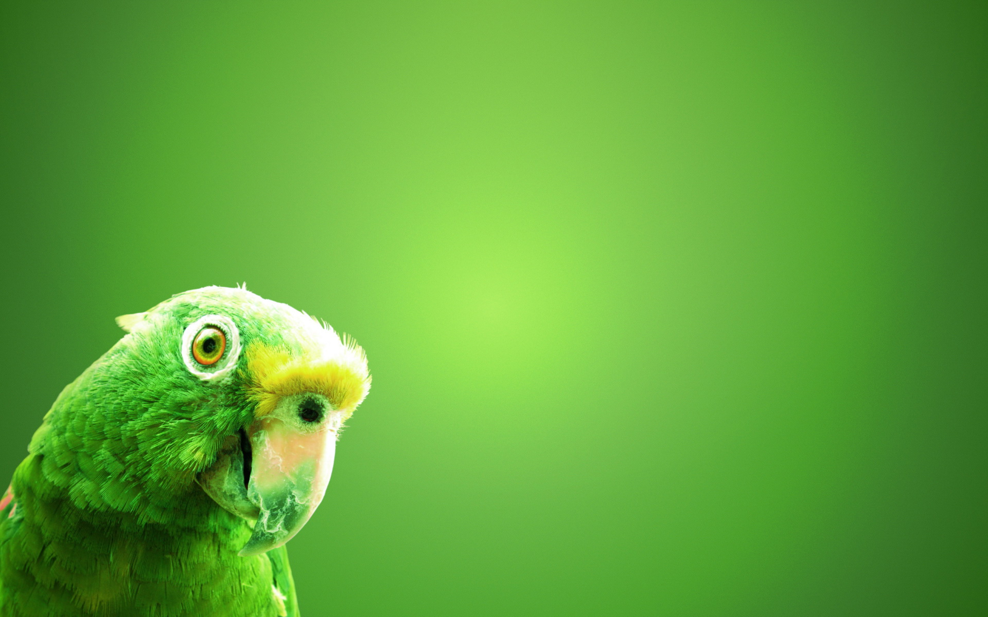 Parrot hd papers and backgrounds