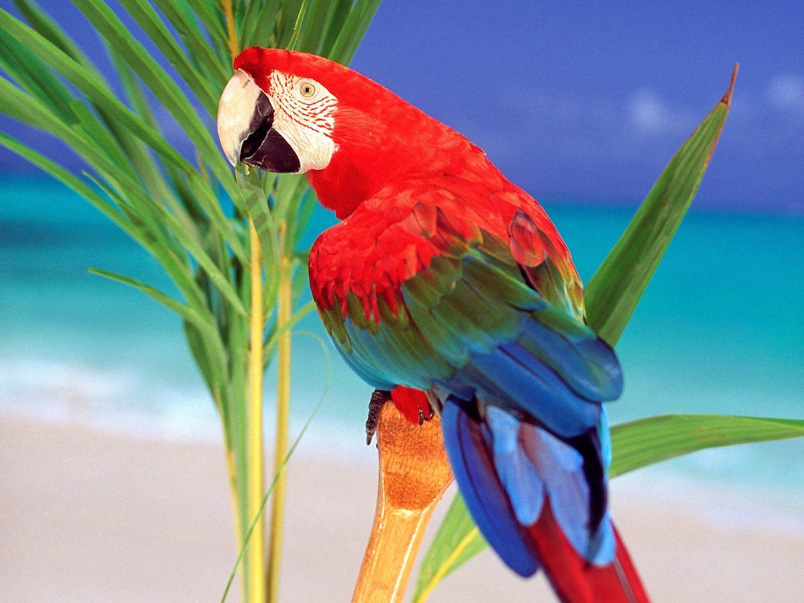 Parrot desktop wallpapers