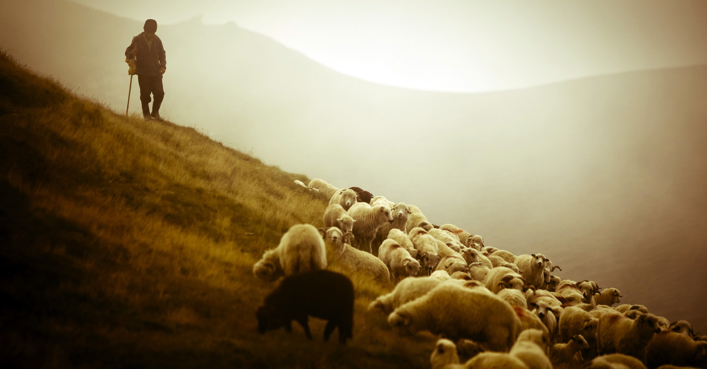 Many of sheeps wallpapers hd desktop and mobile backgrounds