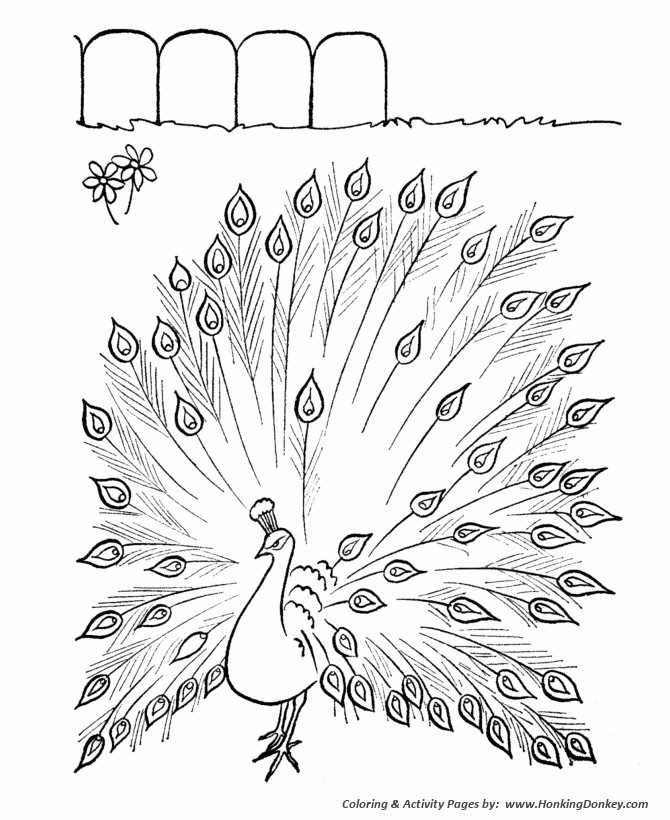 Farm animal coloring pages printable peacock coloring page and kids activity sheet