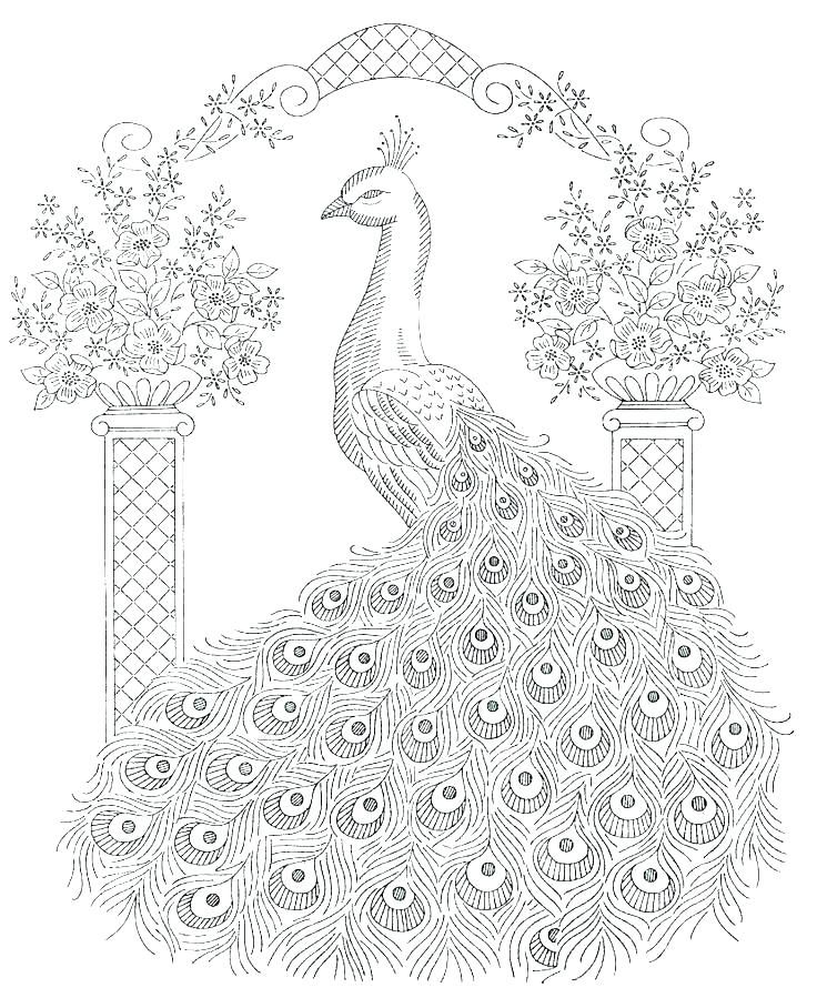 Free printable peacock coloring pages for kids peacock coloring pages embroidery patterns vintage peacock pictures