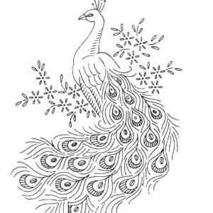 Peacock coloring pages printable for free download