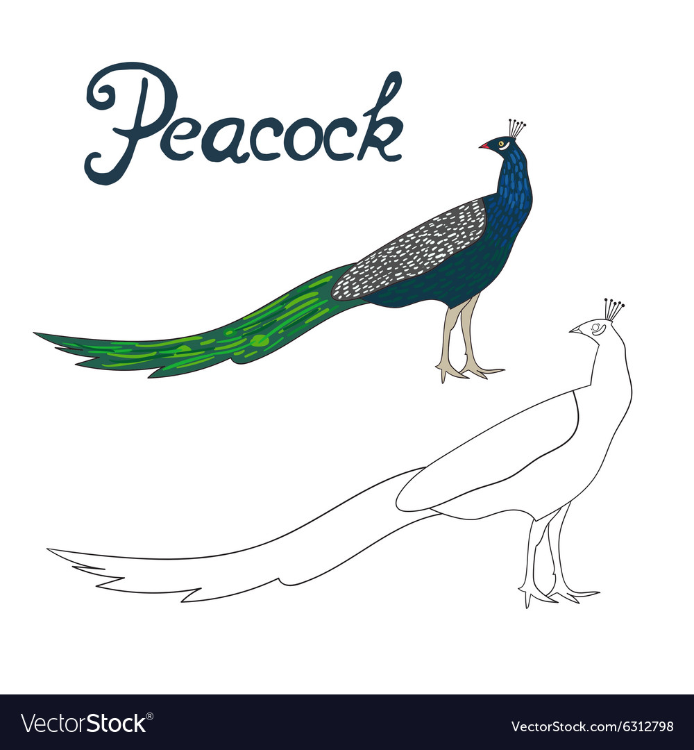 Educational game coloring book peacock bird vector image