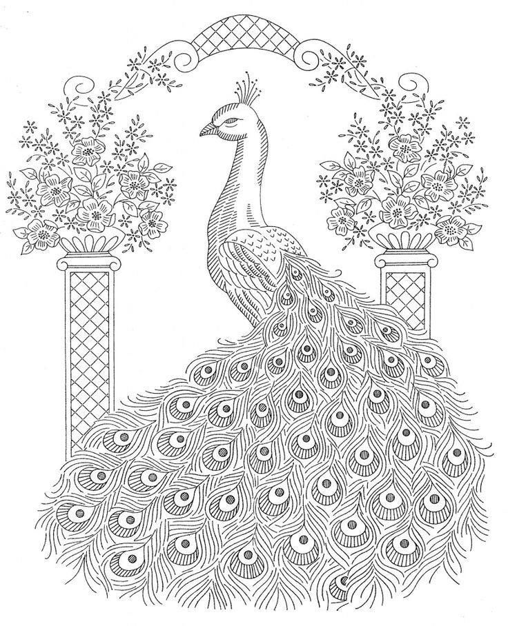 Pin by leslie popma on geheime tuin peacock coloring pages embroidery patterns vintage coloring pages