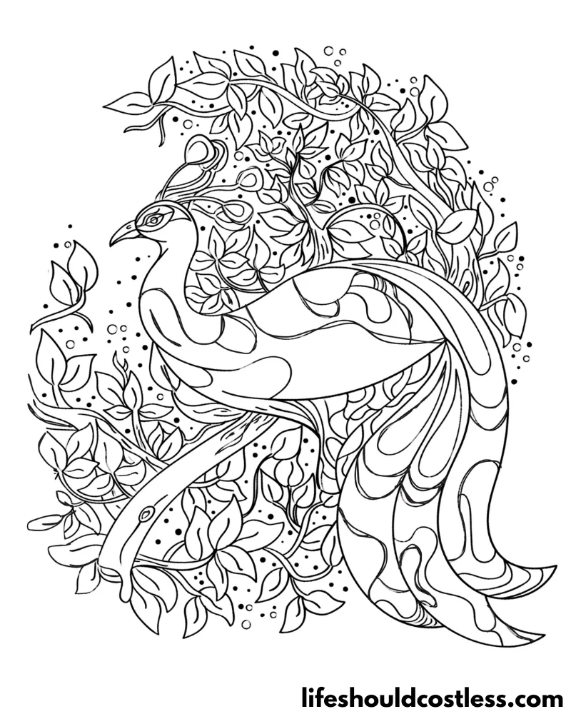Peacock coloring pages free printable pdf templates