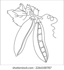 Peas coloring page images stock photos d objects vectors