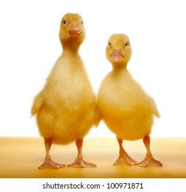 Twins duck images stock photos vectors