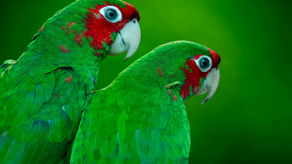 Download parrots birds parrot wallpaper in x resolution