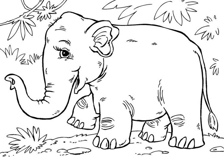 Beautiful asian elephant coloring page