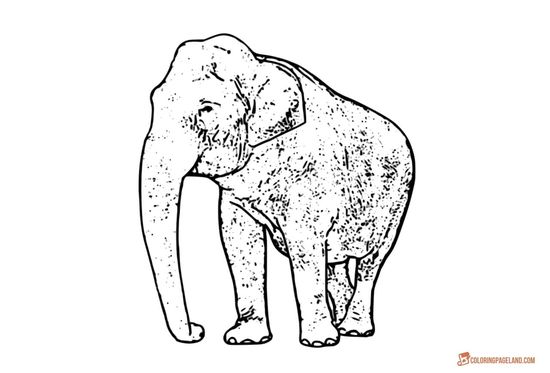 Elephants coloring book ideas elephant coloring page cartoon elephant coloring pages