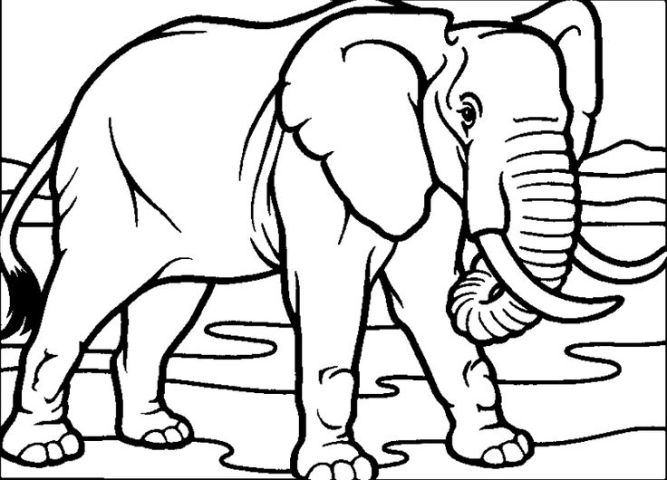 Plansa de colorat cu un elefant elephant coloring page adult coloring pages coloring pictures