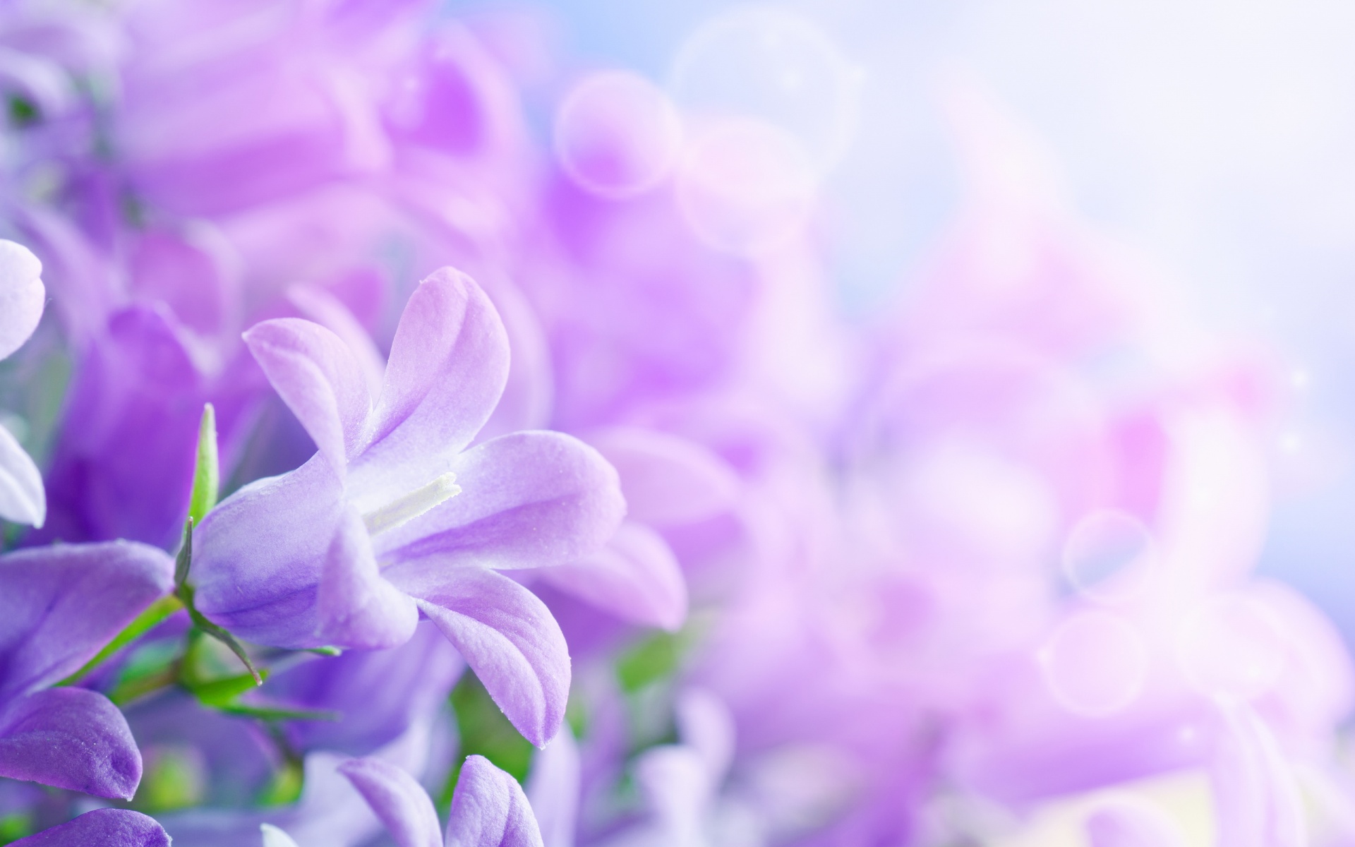 Floral Background, Photos, and Wallpaper for Free Download