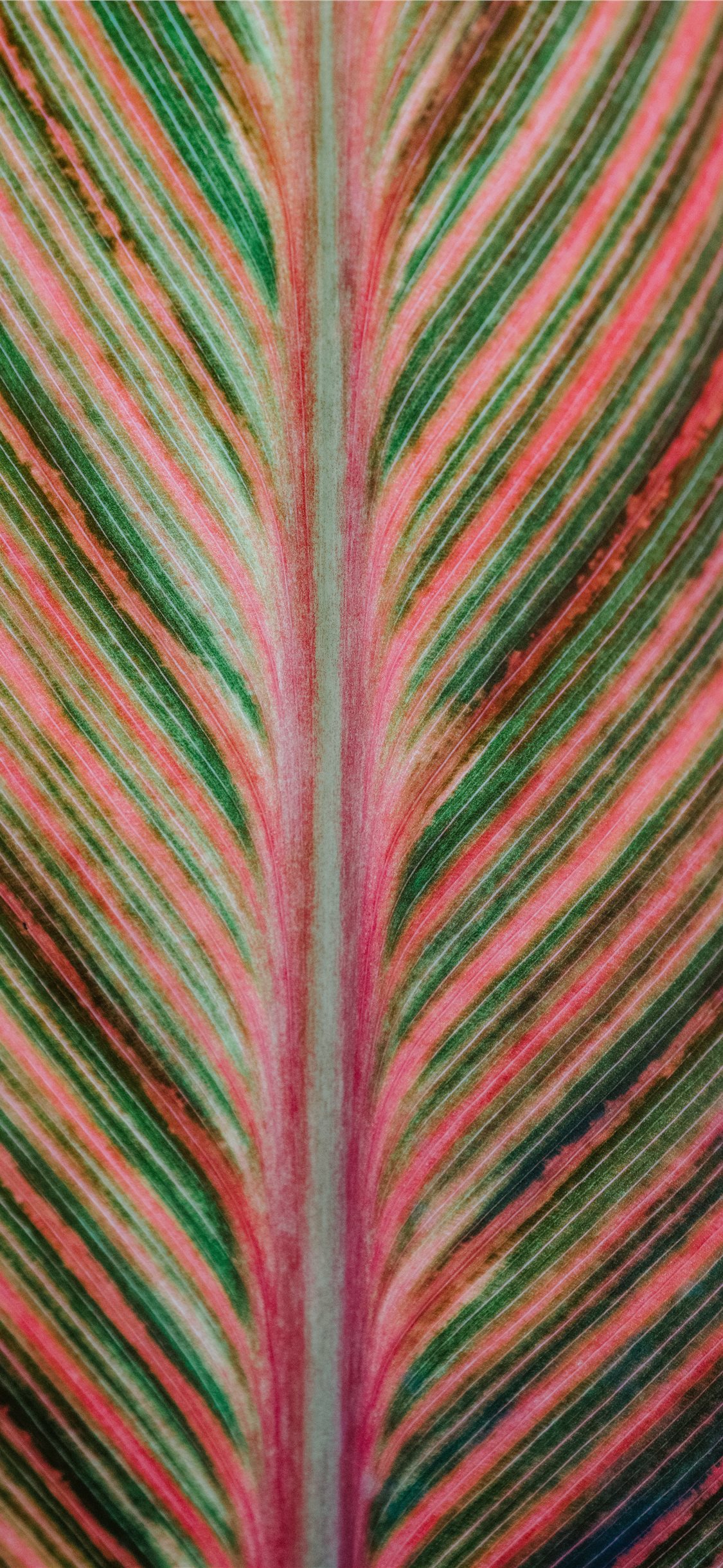 Pink and green striped leaf iphone x wallpapers free download