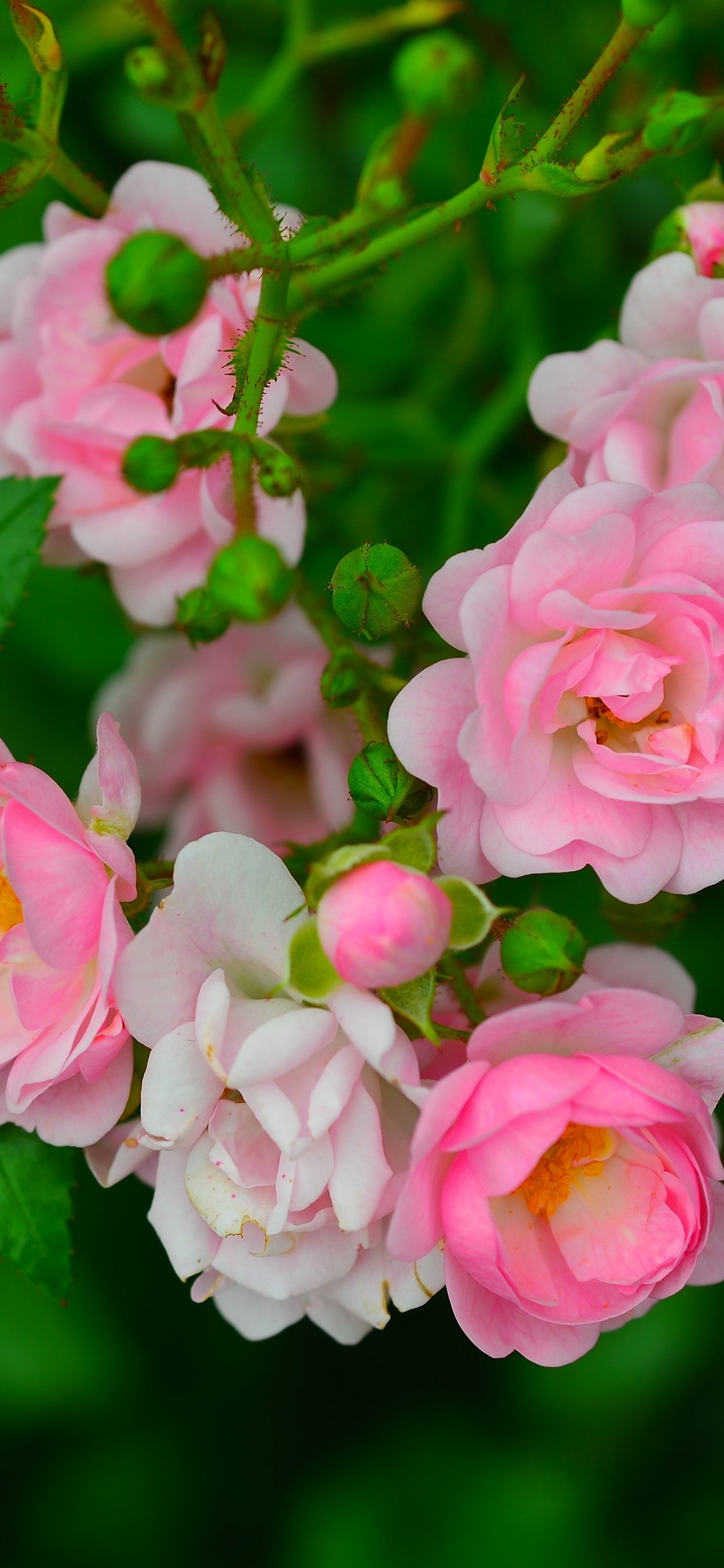 Some pink roses green leaves spring x iphone proxs max wallpaper background picture image