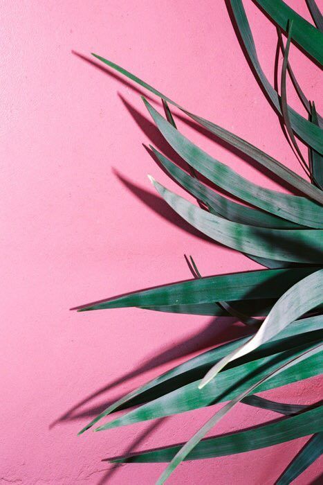 Pink plants and green image wallpaper instagram background visual artist
