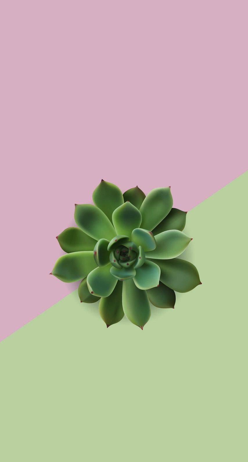 Succulent plant pink green phone wallpaper backgrounds lockscreen fondo pantalla colorido fondos pantalla bonitos fondos