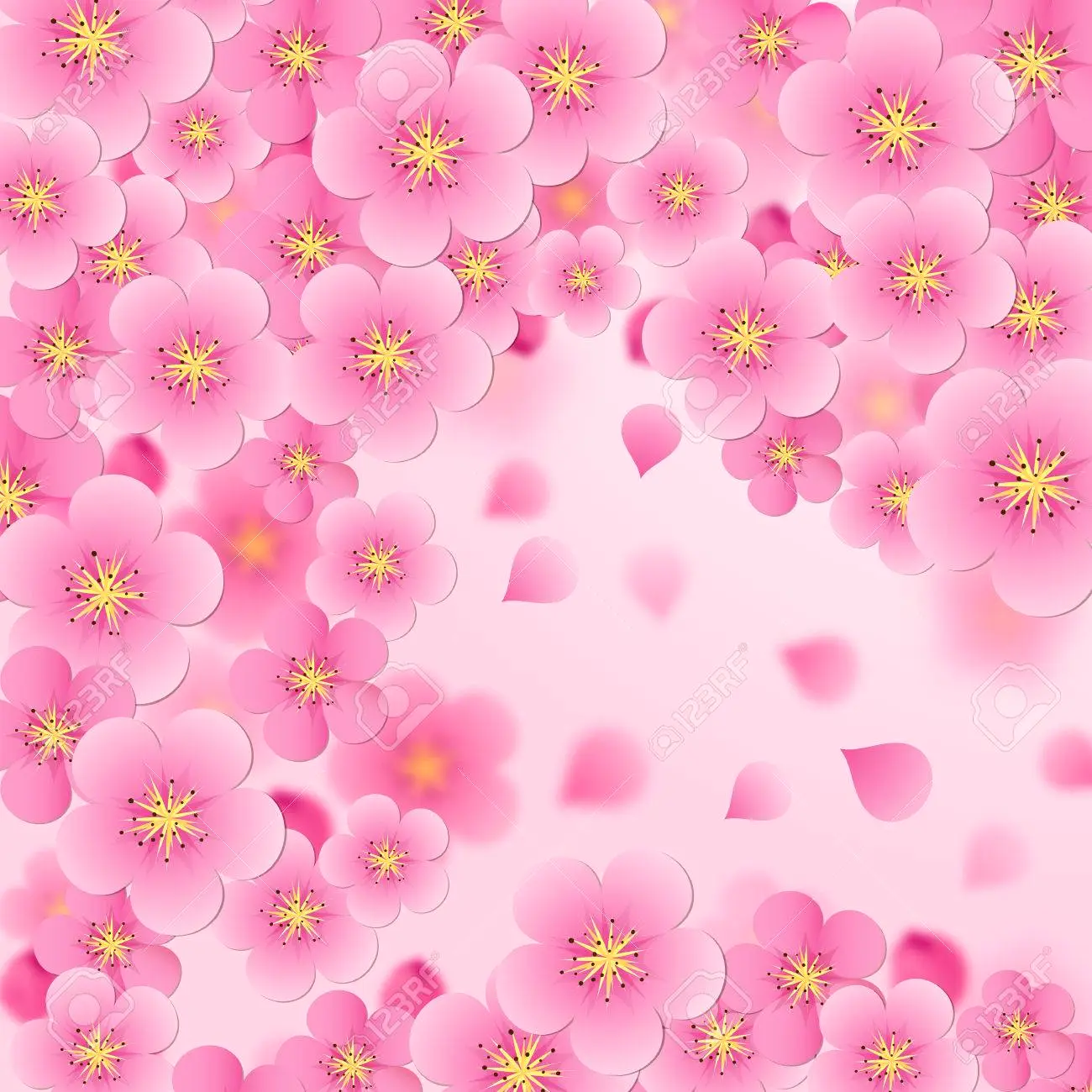 Elegant soft pink color cherry flowers sakura background royalty free svg cliparts vectors and stock illustration image