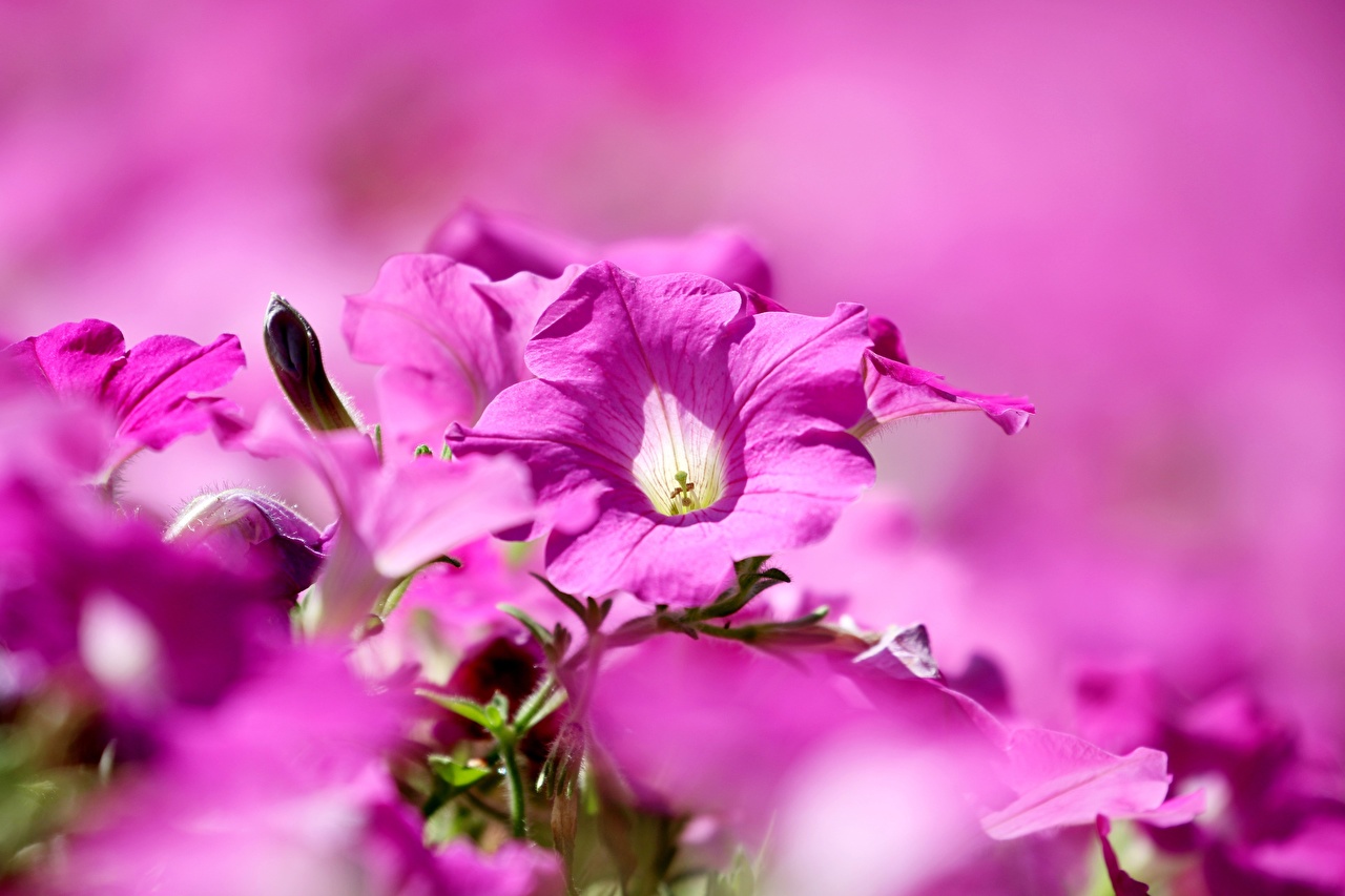 Desktop wallpapers bokeh pink color flower petunia