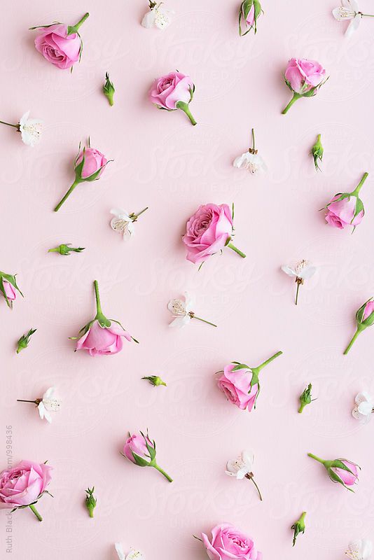 Rosebud and blossom background by stocksy contributor ruth black flower backgrounds flower wallpaper rose buds