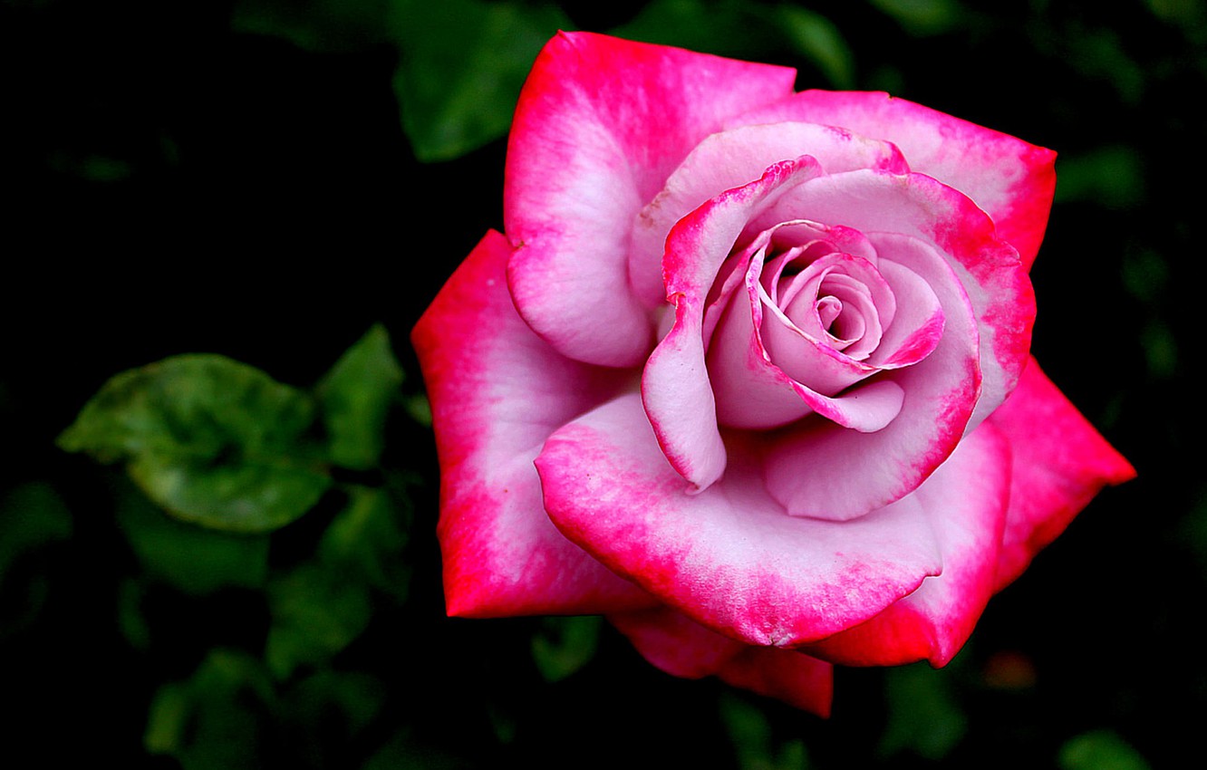 Wallpaper flower rose petals pink rosebud images for desktop section ñððµññ