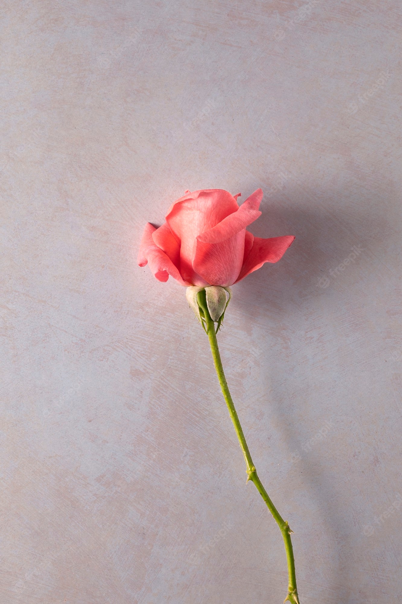 Premium photo pink rosebud on a light background